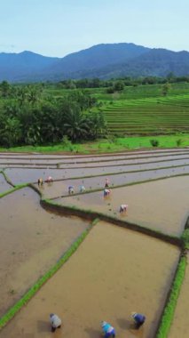 beautiful morning view indonesia panorama landscape paddy fields with beauty color and sky natural light