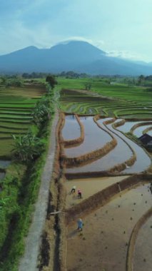 beautiful morning view indonesia panorama landscape paddy fields with beauty color and sky natural light