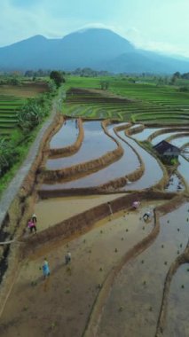 beautiful morning view indonesia panorama landscape paddy fields with beauty color and sky natural light