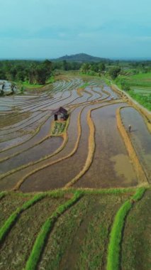 beautiful morning view indonesia panorama landscape paddy fields with beauty color and sky natural light