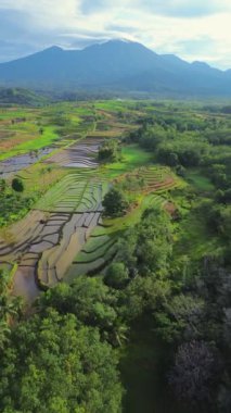 beautiful morning view indonesia panorama landscape paddy fields with beauty color and sky natural light