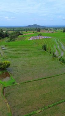 beautiful morning view indonesia panorama landscape paddy fields with beauty color and sky natural light