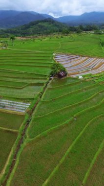 beautiful morning view indonesia panorama landscape paddy fields with beauty color and sky natural light