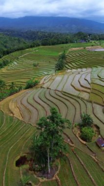 beautiful morning view indonesia panorama landscape paddy fields with beauty color and sky natural light