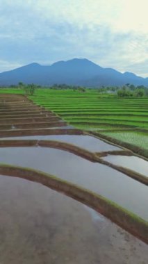 beautiful morning view indonesia panorama landscape paddy fields with beauty color and sky natural light