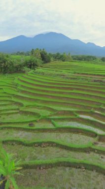 beautiful morning view indonesia panorama landscape paddy fields with beauty color and sky natural light