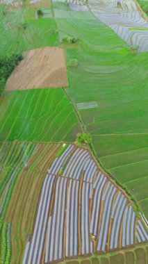 beautiful morning view indonesia panorama landscape paddy fields with beauty color and sky natural light