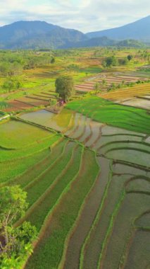 beautiful morning view indonesia panorama landscape paddy fields with beauty color and sky natural light