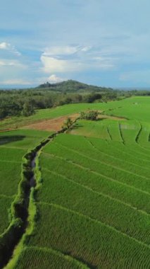 beautiful morning view indonesia panorama landscape paddy fields with beauty color and sky natural light
