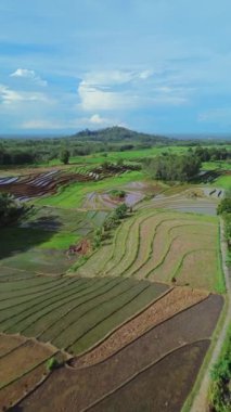 beautiful morning view indonesia panorama landscape paddy fields with beauty color and sky natural light