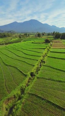 beautiful morning view indonesia panorama landscape paddy fields with beauty color and sky natural light