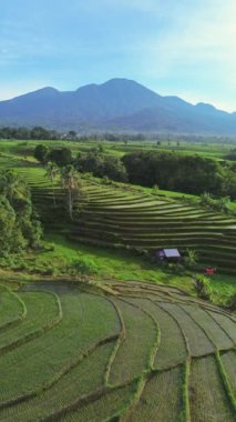 beautiful morning view indonesia panorama landscape paddy fields with beauty color and sky natural light