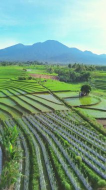 beautiful morning view indonesia panorama landscape paddy fields with beauty color and sky natural light