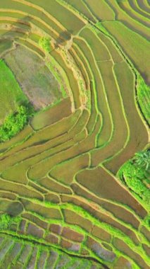 beautiful morning view indonesia panorama landscape paddy fields with beauty color and sky natural light