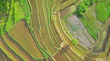 beautiful morning view indonesia panorama landscape paddy fields with beauty color and sky natural light