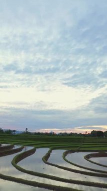 beautiful morning view indonesia panorama landscape paddy fields with beauty color and sky natural light