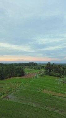 beautiful morning view indonesia panorama landscape paddy fields with beauty color and sky natural light