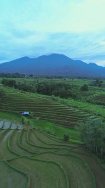 beautiful morning view indonesia panorama landscape paddy fields with beauty color and sky natural light