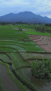 beautiful morning view indonesia panorama landscape paddy fields with beauty color and sky natural light