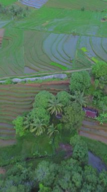 beautiful morning view indonesia panorama landscape paddy fields with beauty color and sky natural light
