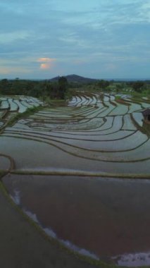 beautiful morning view indonesia panorama landscape paddy fields with beauty color and sky natural light