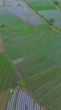 beautiful morning view indonesia panorama landscape paddy fields with beauty color and sky natural light