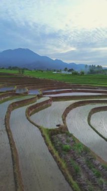 beautiful morning view indonesia panorama landscape paddy fields with beauty color and sky natural light