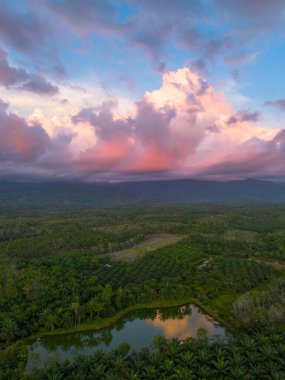 Kuzey Bengkulu 'daki Endonezya güzelliği çeltik tarlaları. Endonezya' nın dağları ve tropikal ormanlarının doğal sabah manzarası.