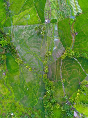 Kuzey Bengkulu 'daki Endonezya güzelliği çeltik tarlaları. Endonezya' nın dağları ve tropikal ormanlarının doğal sabah manzarası.