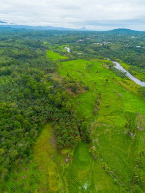 Kuzey Bengkulu 'daki Endonezya güzelliği çeltik tarlaları. Endonezya' nın dağları ve tropikal ormanlarının doğal sabah manzarası.