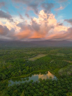 Kuzey Bengkulu 'daki Endonezya güzelliği çeltik tarlaları. Endonezya' nın dağları ve tropikal ormanlarının doğal sabah manzarası.