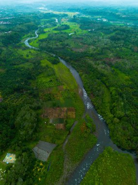 Kuzey Bengkulu 'daki Endonezya güzelliği çeltik tarlaları. Endonezya' nın dağları ve tropikal ormanlarının doğal sabah manzarası.