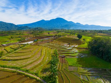 Kuzey Bengkulu 'daki Endonezya güzelliği çeltik tarlaları. Endonezya' nın dağları ve tropikal ormanlarının doğal sabah manzarası.
