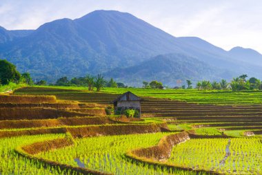 Kuzey Bengkulu 'daki Endonezya güzelliği çeltik tarlaları. Endonezya' nın dağları ve tropikal ormanlarının doğal sabah manzarası.