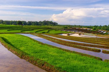 Kuzey Bengkulu 'daki Endonezya güzelliği çeltik tarlaları. Endonezya' nın dağları ve tropikal ormanlarının doğal sabah manzarası.