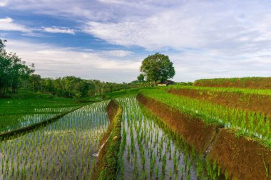 Kuzey Bengkulu 'daki Endonezya güzelliği çeltik tarlaları. Endonezya' nın dağları ve tropikal ormanlarının doğal sabah manzarası.