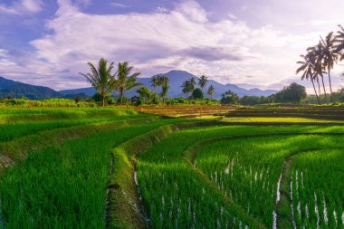 Kuzey Bengkulu 'daki Endonezya güzelliği çeltik tarlaları. Endonezya' nın dağları ve tropikal ormanlarının doğal sabah manzarası.