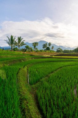Kuzey Bengkulu 'daki Endonezya güzelliği çeltik tarlaları. Endonezya' nın dağları ve tropikal ormanlarının doğal sabah manzarası.