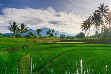 Kuzey Bengkulu 'daki Endonezya güzelliği çeltik tarlaları. Endonezya' nın dağları ve tropikal ormanlarının doğal sabah manzarası.