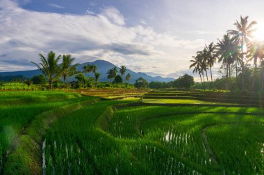 Kuzey Bengkulu 'daki Endonezya güzelliği çeltik tarlaları. Endonezya' nın dağları ve tropikal ormanlarının doğal sabah manzarası.