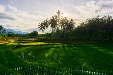 Kuzey Bengkulu 'daki Endonezya güzelliği çeltik tarlaları. Endonezya' nın dağları ve tropikal ormanlarının doğal sabah manzarası.