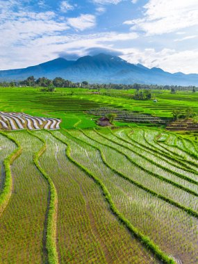 Kuzey Bengkulu 'daki Endonezya güzelliği çeltik tarlaları. Endonezya' nın dağları ve tropikal ormanlarının doğal sabah manzarası.