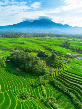 Kuzey Bengkulu 'daki Endonezya güzelliği çeltik tarlaları. Endonezya' nın dağları ve tropikal ormanlarının doğal sabah manzarası.