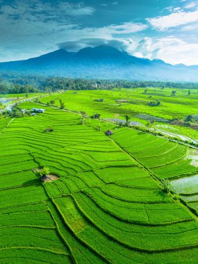 Kuzey Bengkulu 'daki Endonezya güzelliği çeltik tarlaları. Endonezya' nın dağları ve tropikal ormanlarının doğal sabah manzarası.