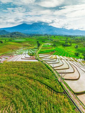 Kuzey Bengkulu 'daki Endonezya güzelliği çeltik tarlaları. Endonezya' nın dağları ve tropikal ormanlarının doğal sabah manzarası.