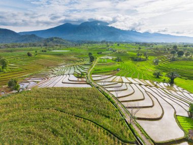 Kuzey Bengkulu 'daki Endonezya güzelliği çeltik tarlaları. Endonezya' nın dağları ve tropikal ormanlarının doğal sabah manzarası.