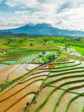 Kuzey Bengkulu 'daki Endonezya güzelliği çeltik tarlaları. Endonezya' nın dağları ve tropikal ormanlarının doğal sabah manzarası.