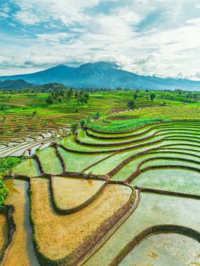 Kuzey Bengkulu 'daki Endonezya güzelliği çeltik tarlaları. Endonezya' nın dağları ve tropikal ormanlarının doğal sabah manzarası.