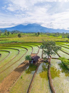 Kuzey Bengkulu 'daki Endonezya güzelliği çeltik tarlaları. Endonezya' nın dağları ve tropikal ormanlarının doğal sabah manzarası.