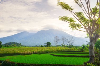 Kuzey Bengkulu 'daki Endonezya güzelliği çeltik tarlaları. Endonezya' nın dağları ve tropikal ormanlarının doğal sabah manzarası.